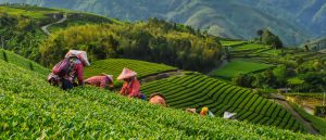 Chinese Merger Control in the Agriculture Sector